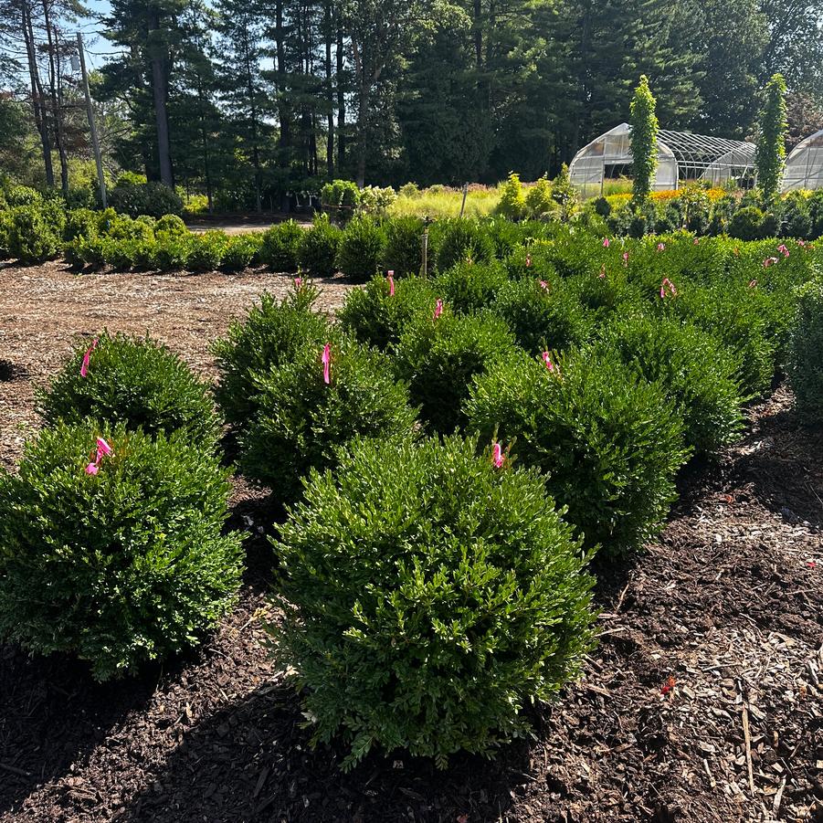 Buxus Green Mountain