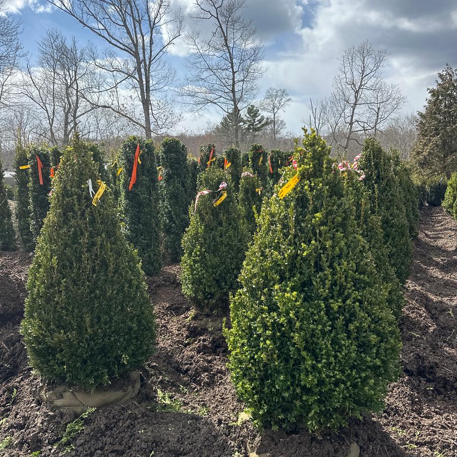 Buxus Green Mountain