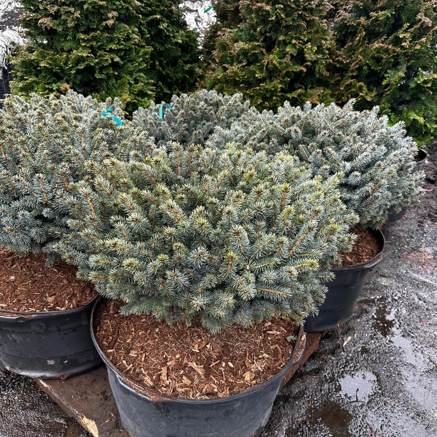 Picea pungens Glauca Globosa