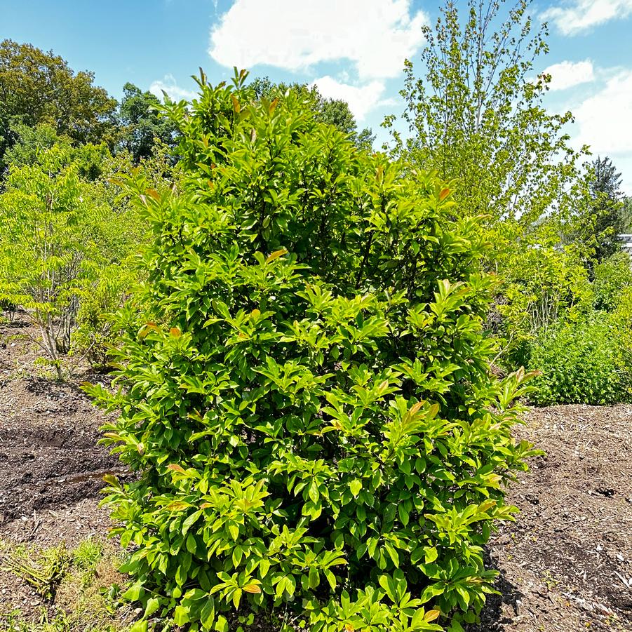 Magnolia Betty