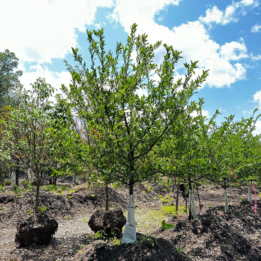 Malus sargentii 
