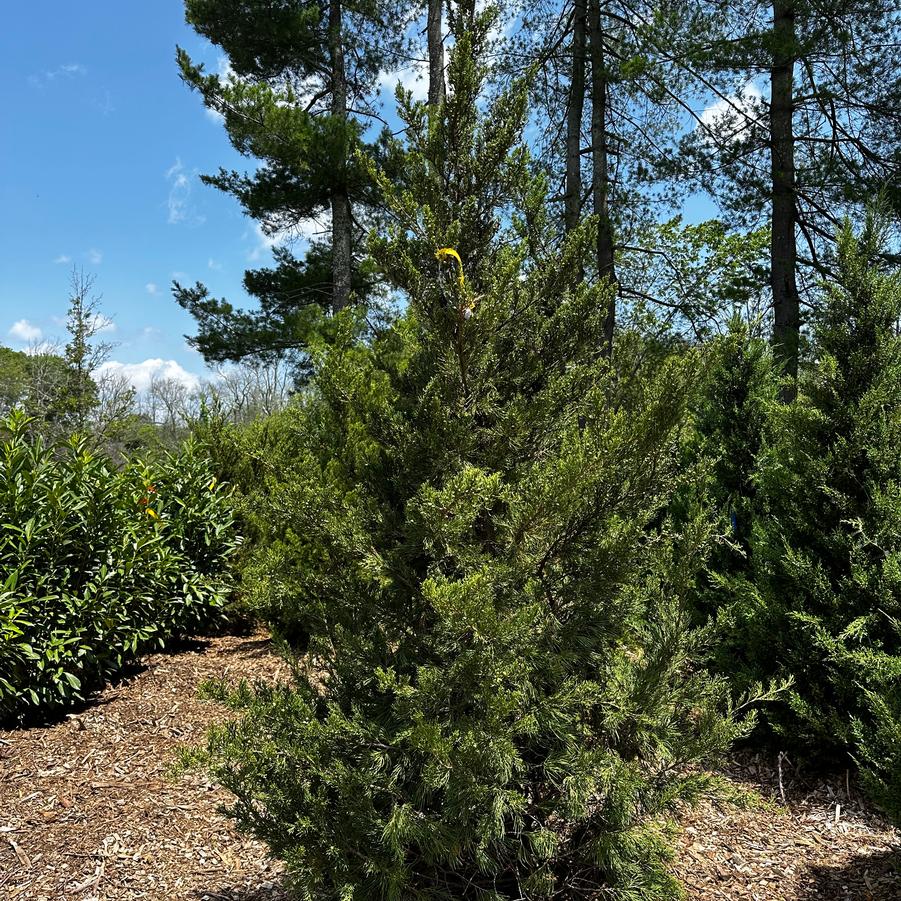 Juniperus chinensis Hetzii Columnaris