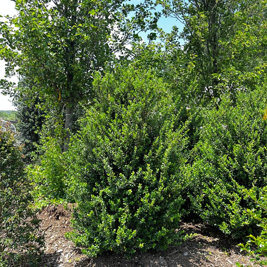 Ilex crenata Teepee