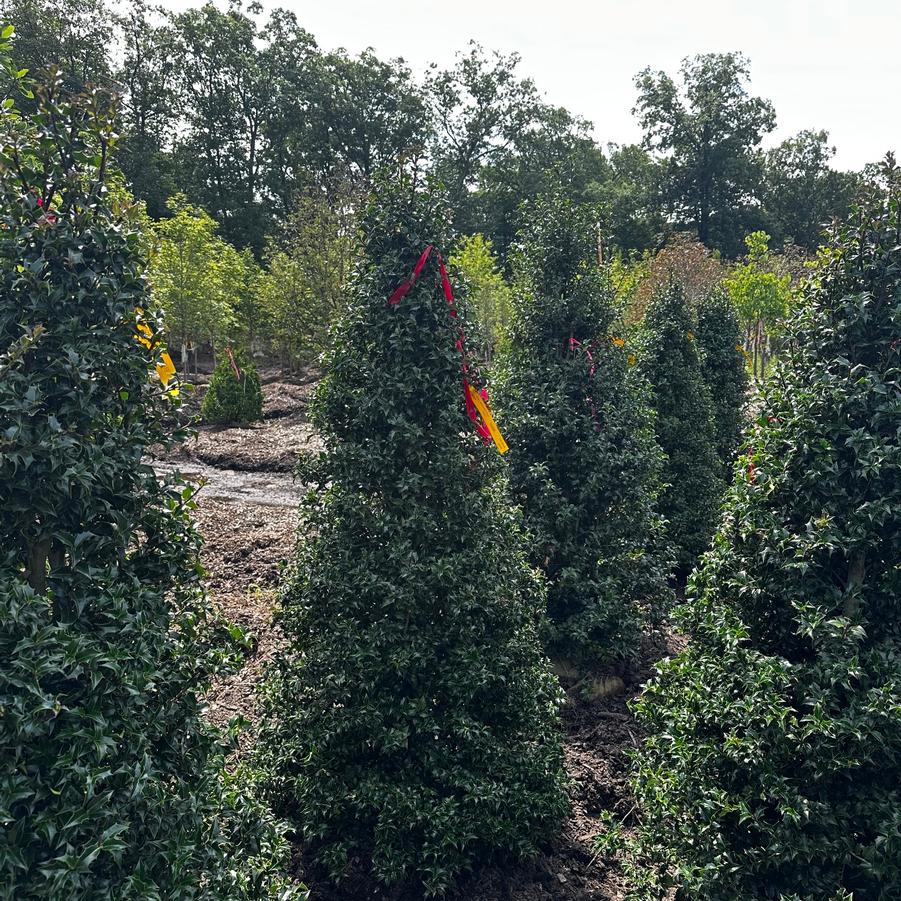 Ilex x aquipernyi Dragon Lady&reg;