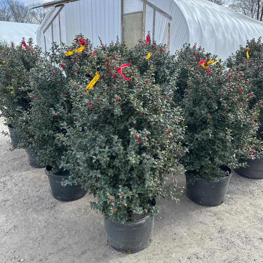 Ilex Red Beauty&reg;