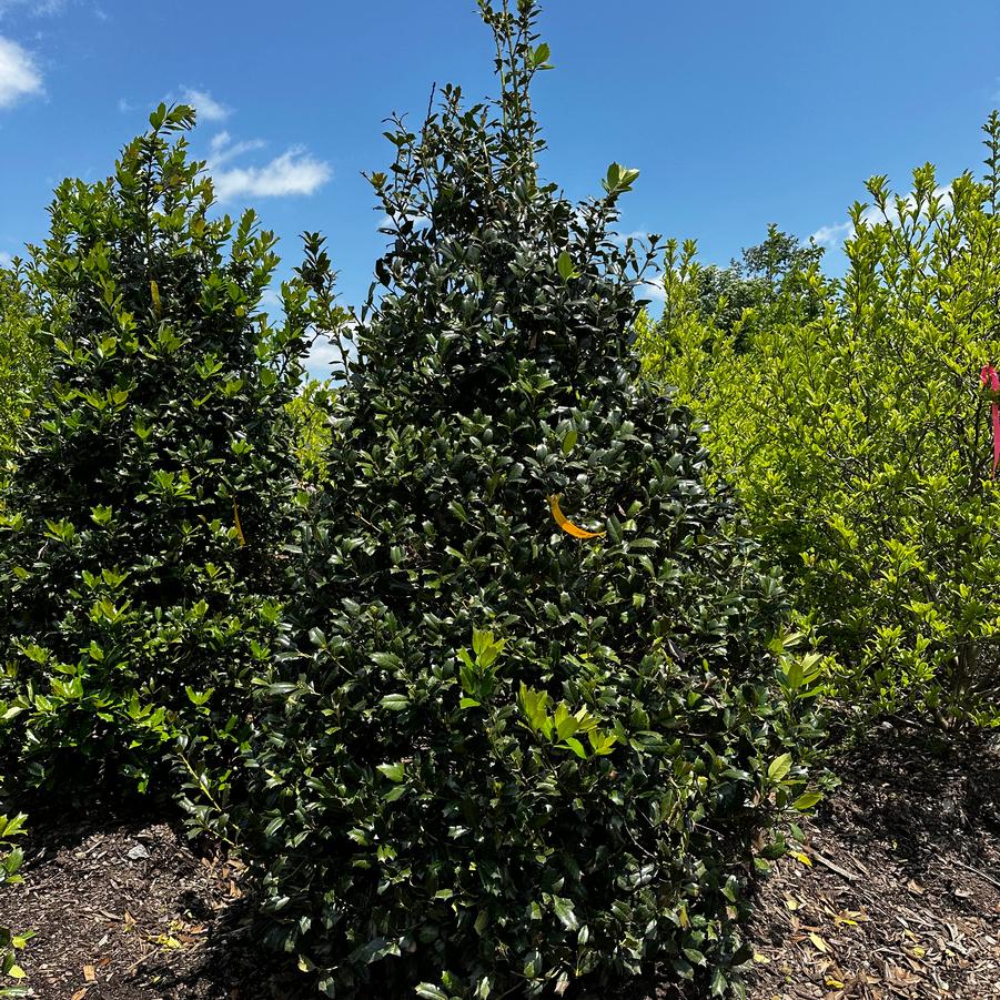 Ilex Robin™