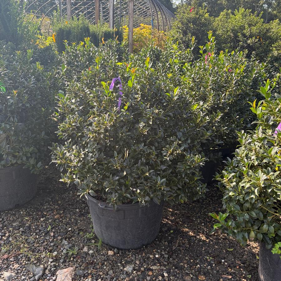 Ilex x meserveae Blue Maid
