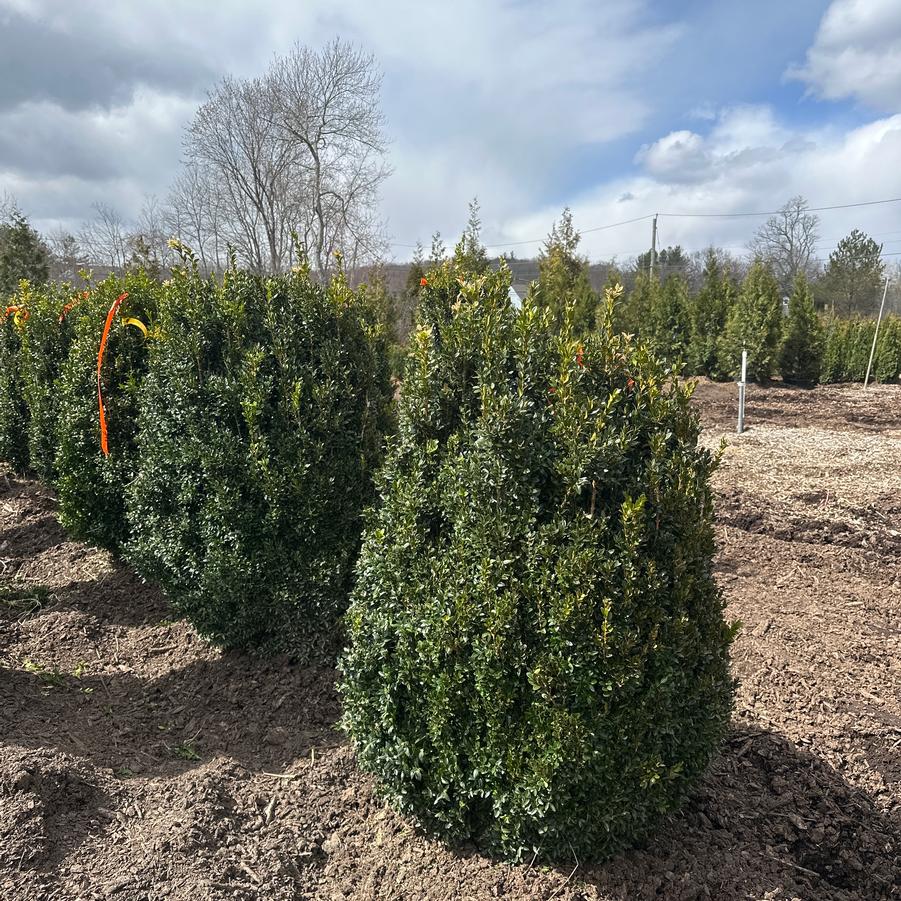 Buxus sempervirens 