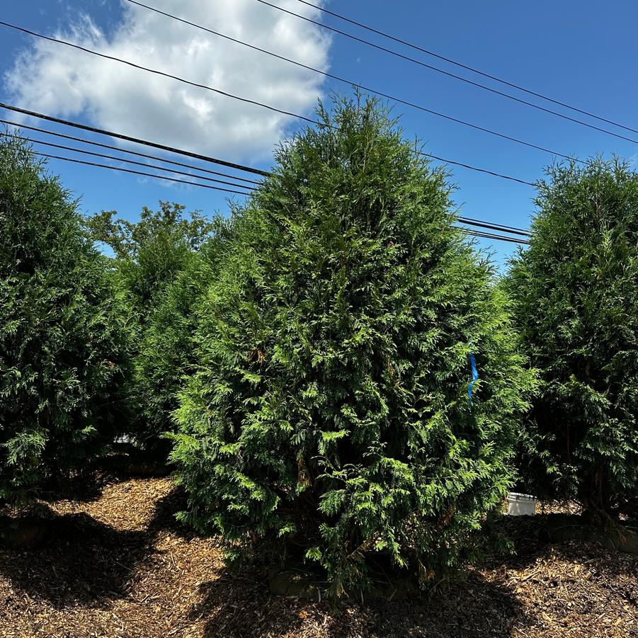 Thuja occidentalis Techny