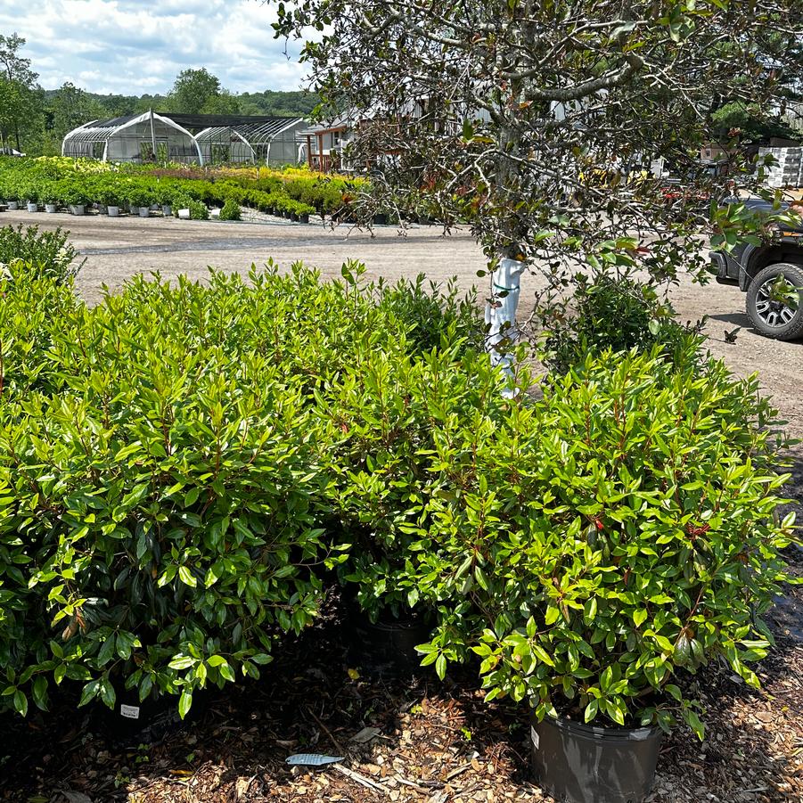 Rhododendron P.J.M. Landmark