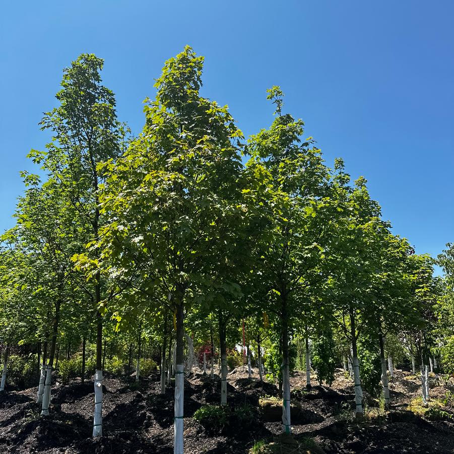 Acer saccharum Fall Fiesta®