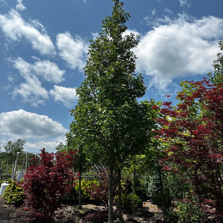 Liquidambar styraciflua Worplesdon