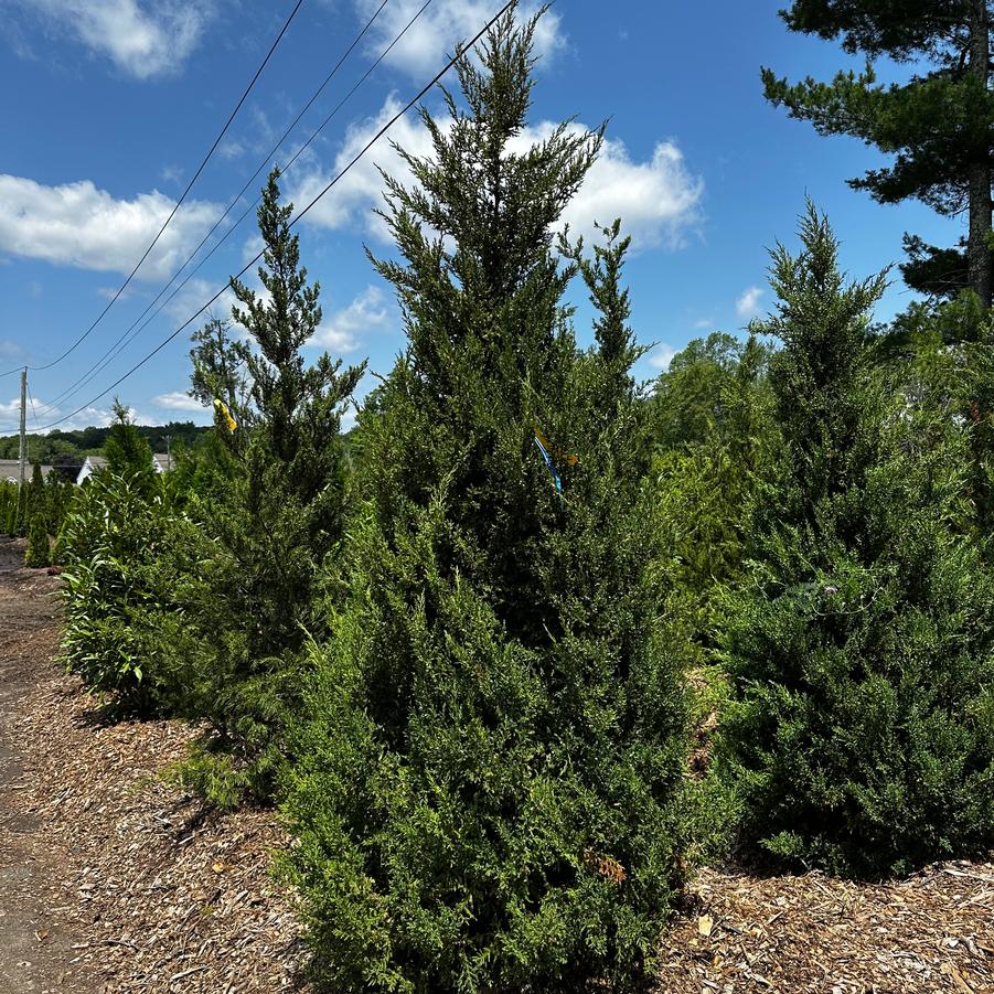 Juniperus virginiana x Overlook
