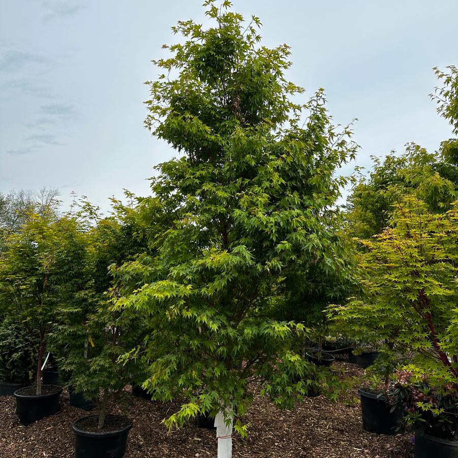 Acer palmatum Sango kaku