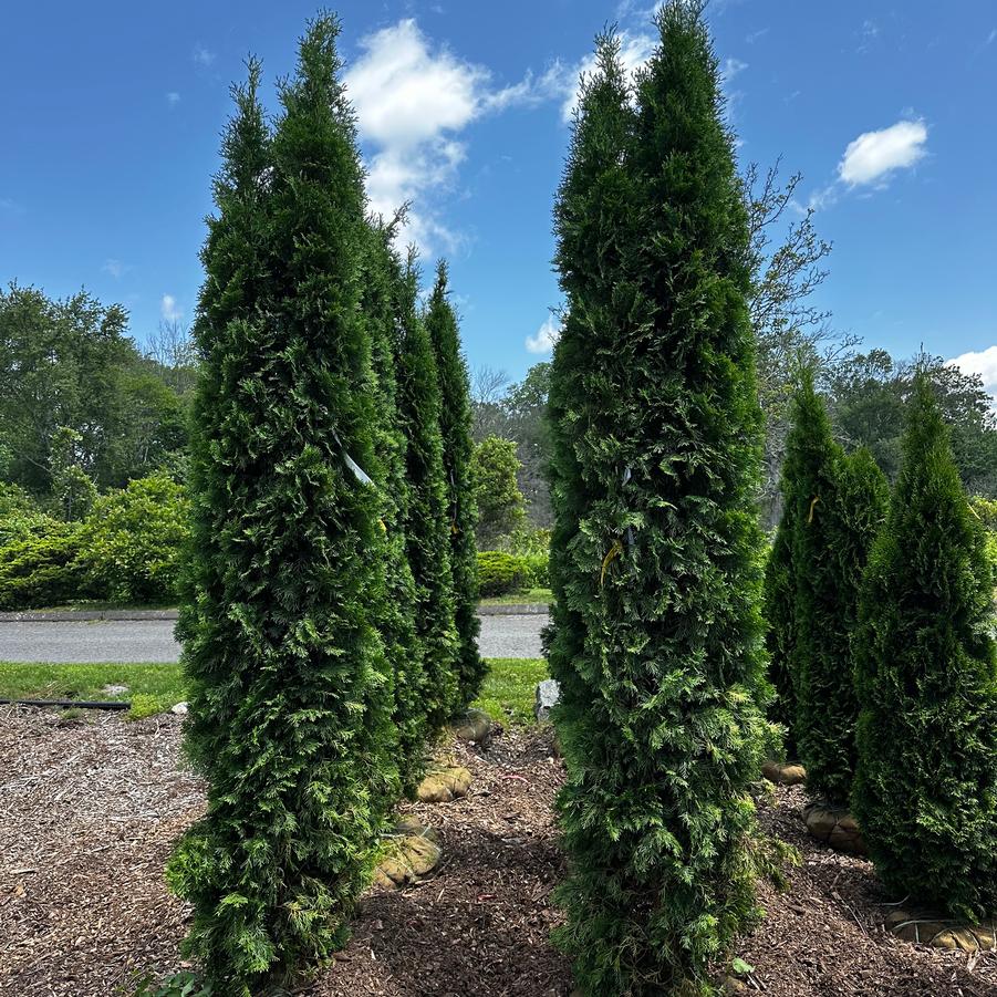 Thuja occidentalis North Pole®