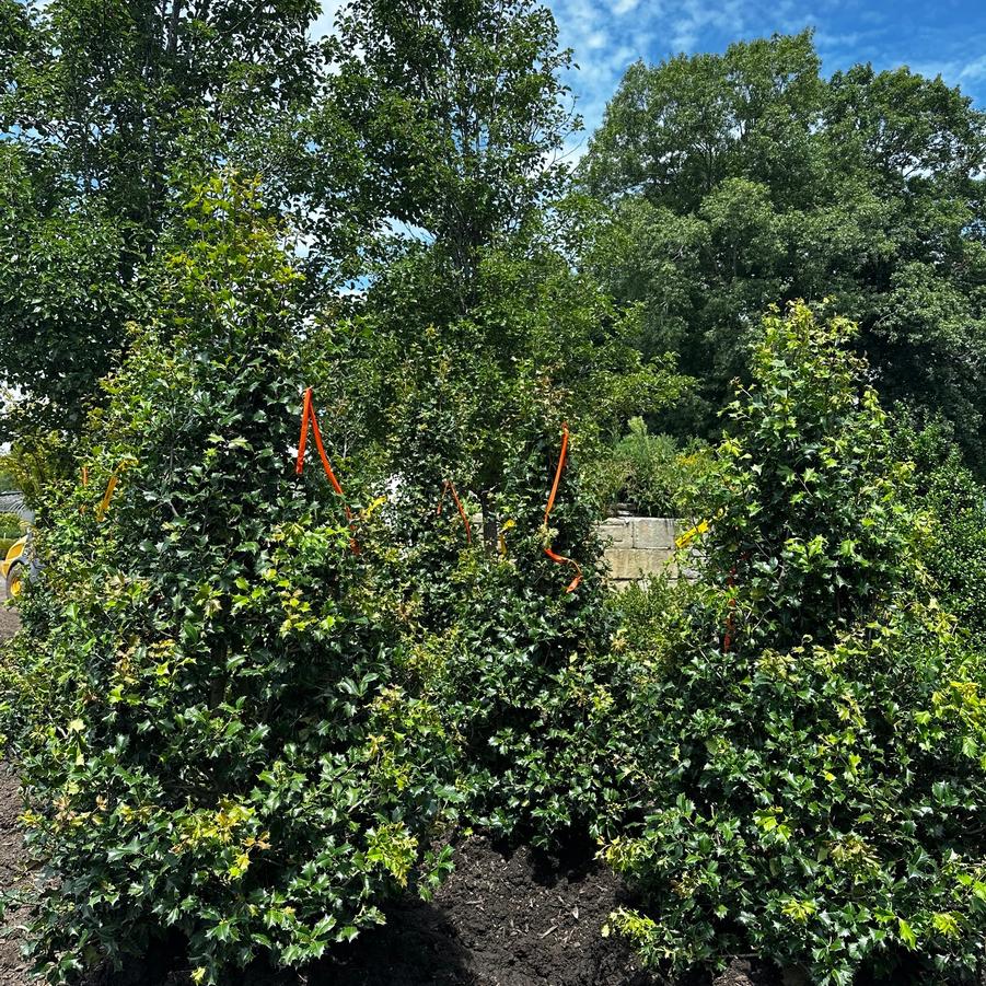 Ilex opaca Wyetta