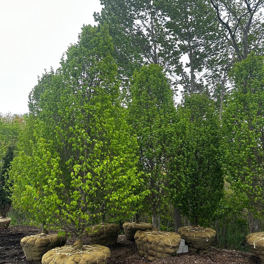 Carpinus betulus Frans Fontaine