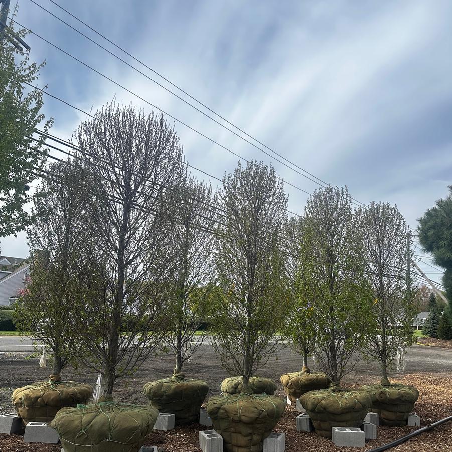 Carpinus betulus Frans Fontaine
