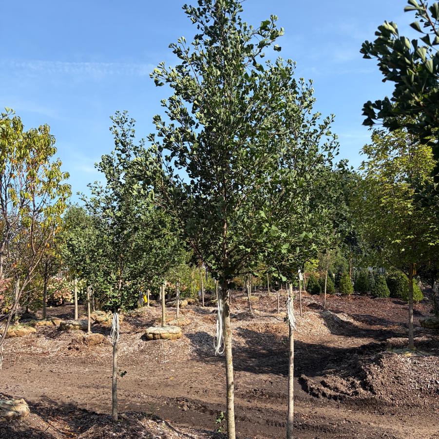 Ginkgo biloba Presidential Gold&reg;