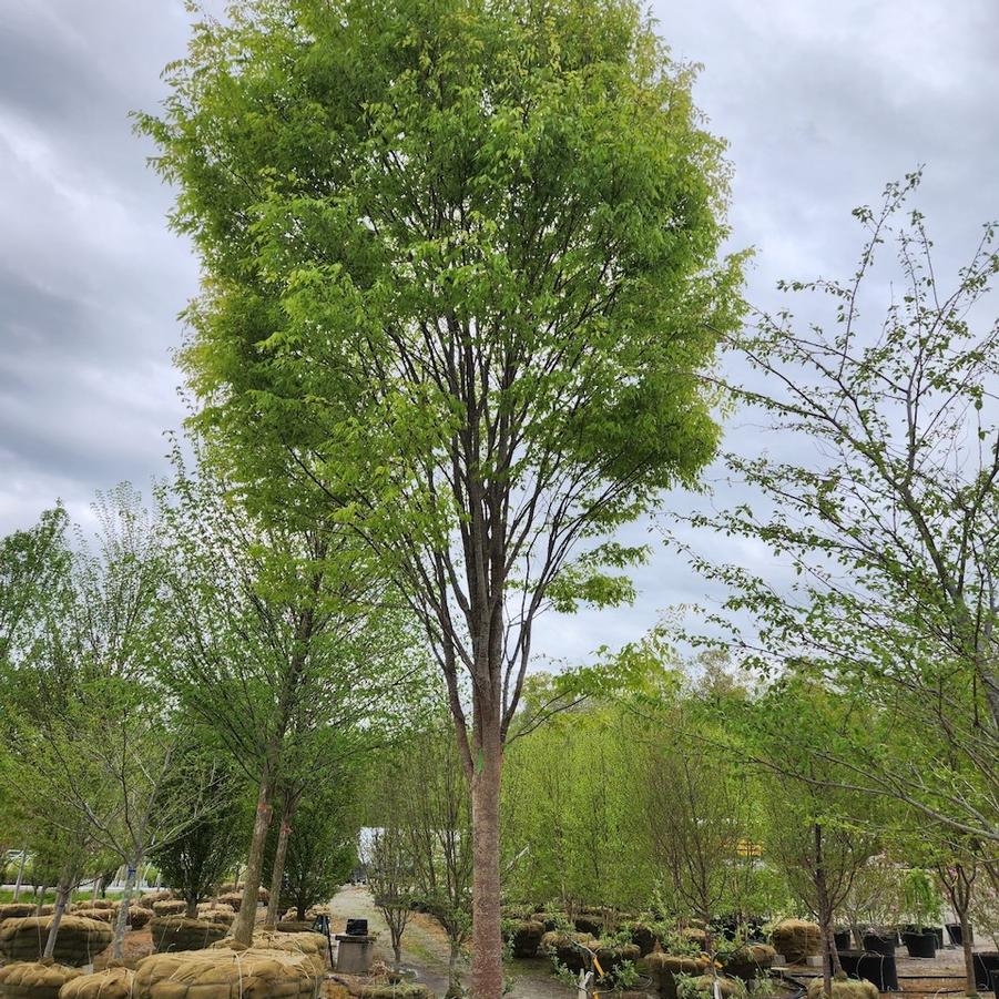 Zelkova serrata Green Vase