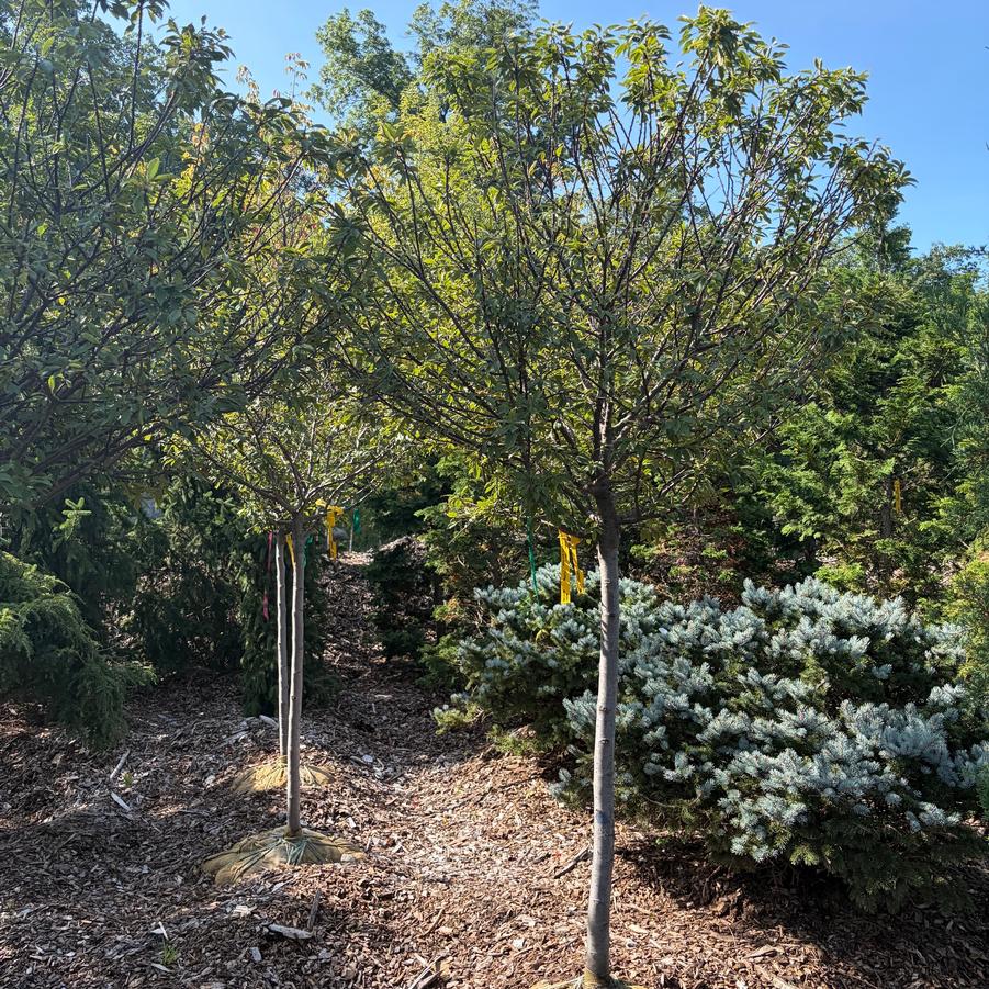 Malus Coralburst