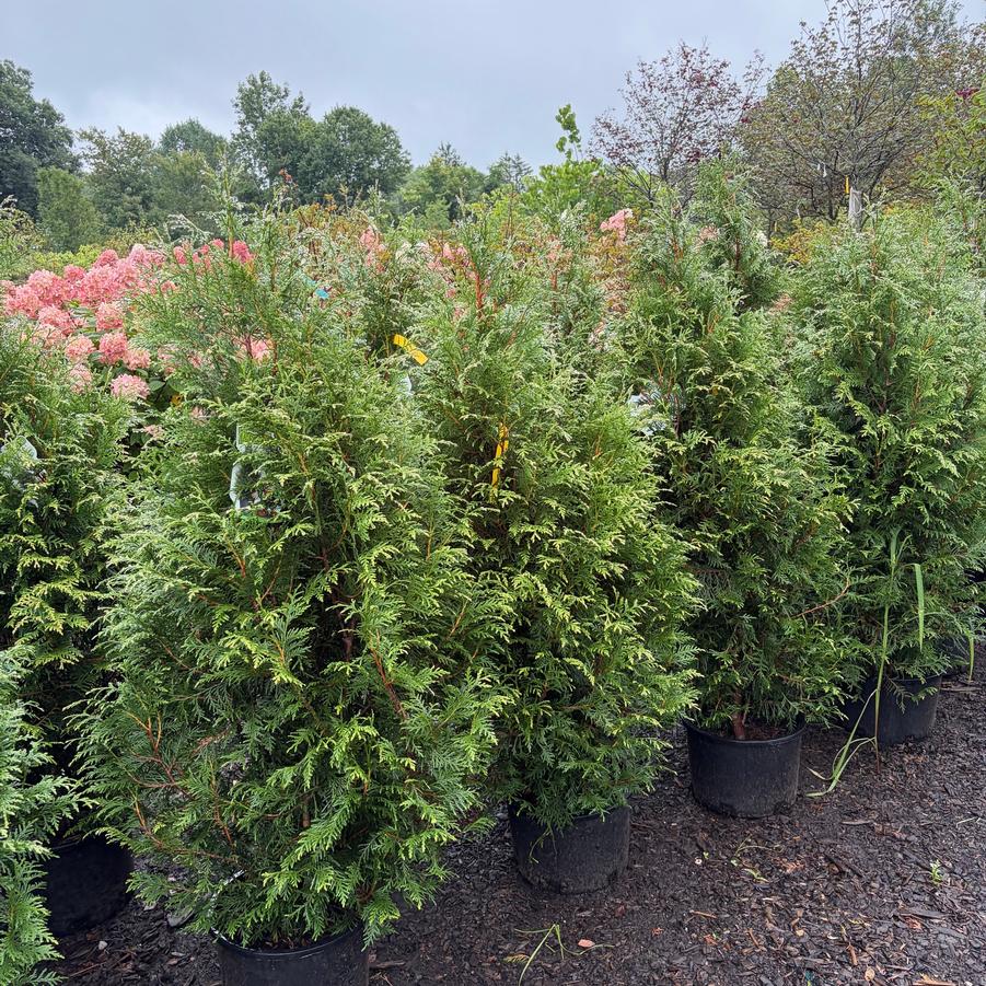 Thuja plicata Leprechaun&trade;