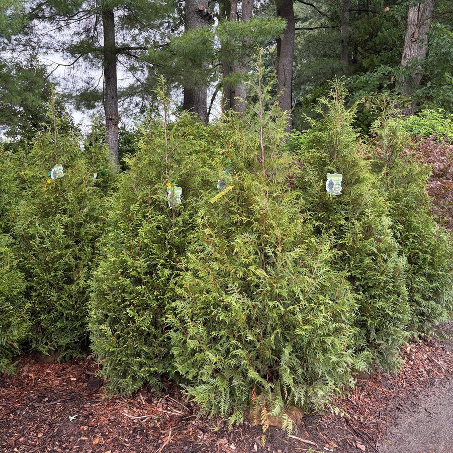 Thuja plicata Leprechaun&trade;