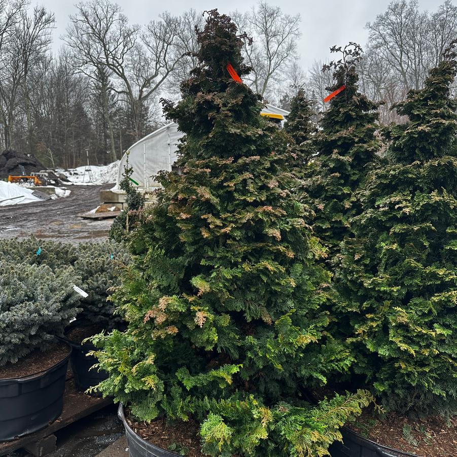 Chamaecyparis obtusa Gracilis