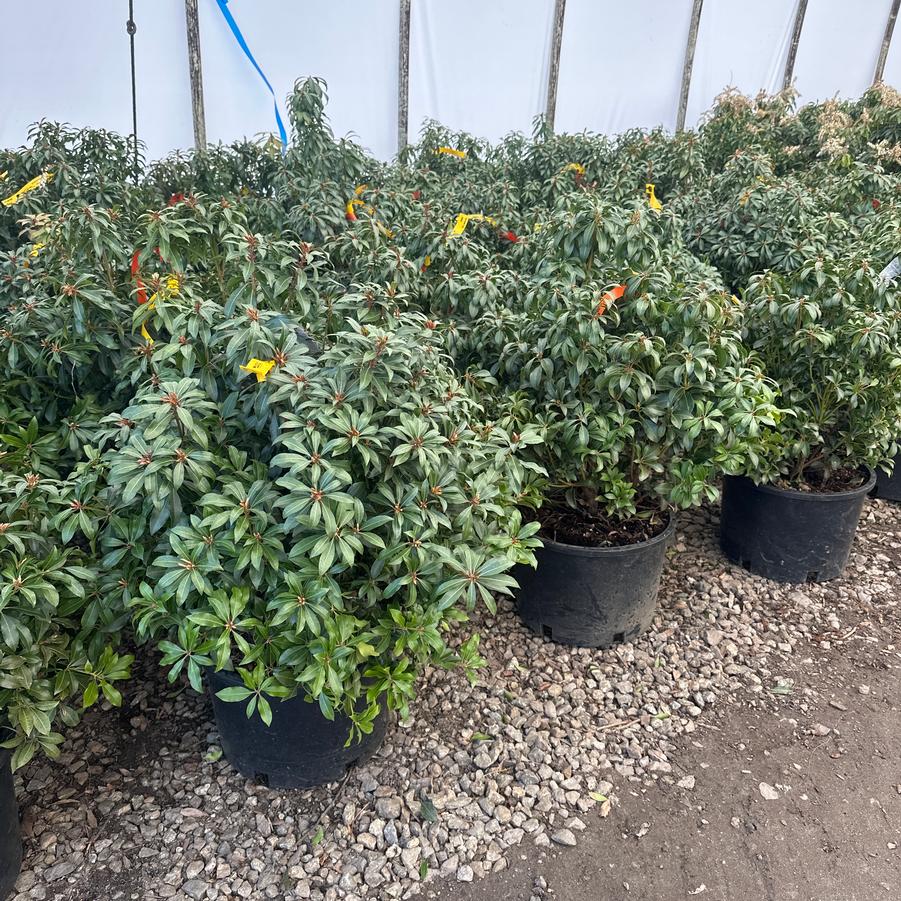 Pieris japonica Mountain Fire