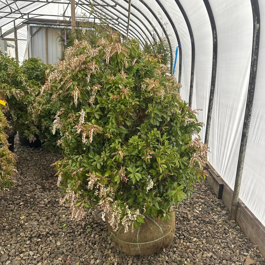 Pieris japonica Mountain Fire