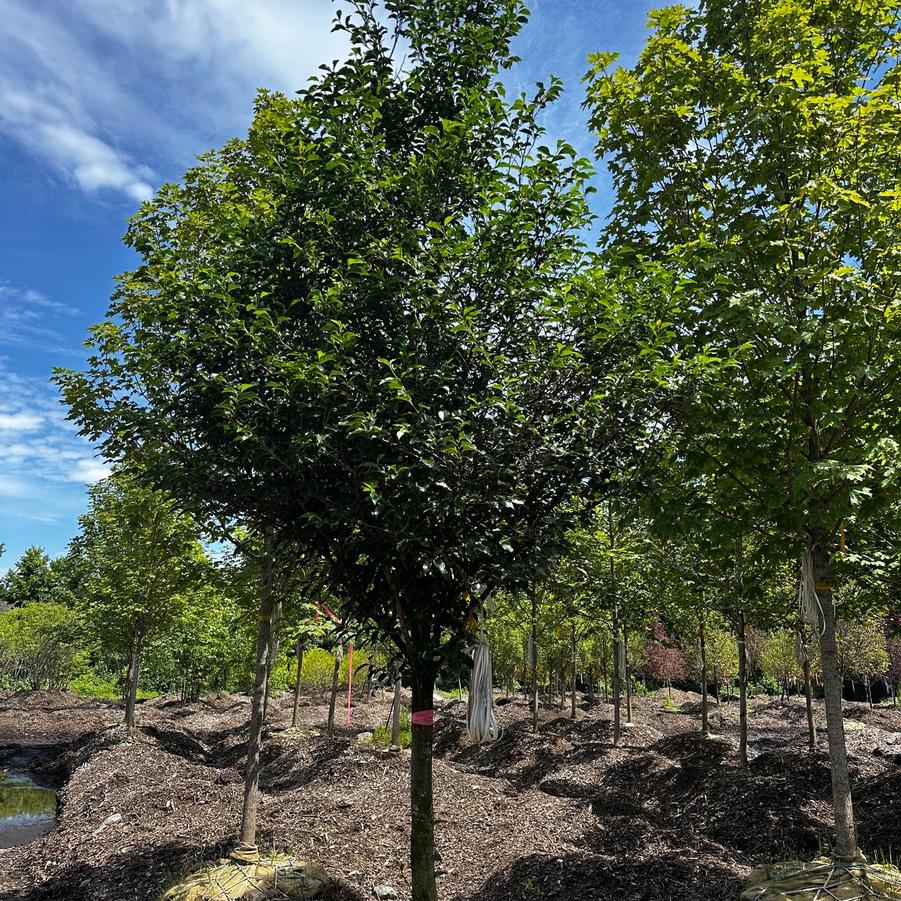 Styrax japonicus Snowcone&reg;