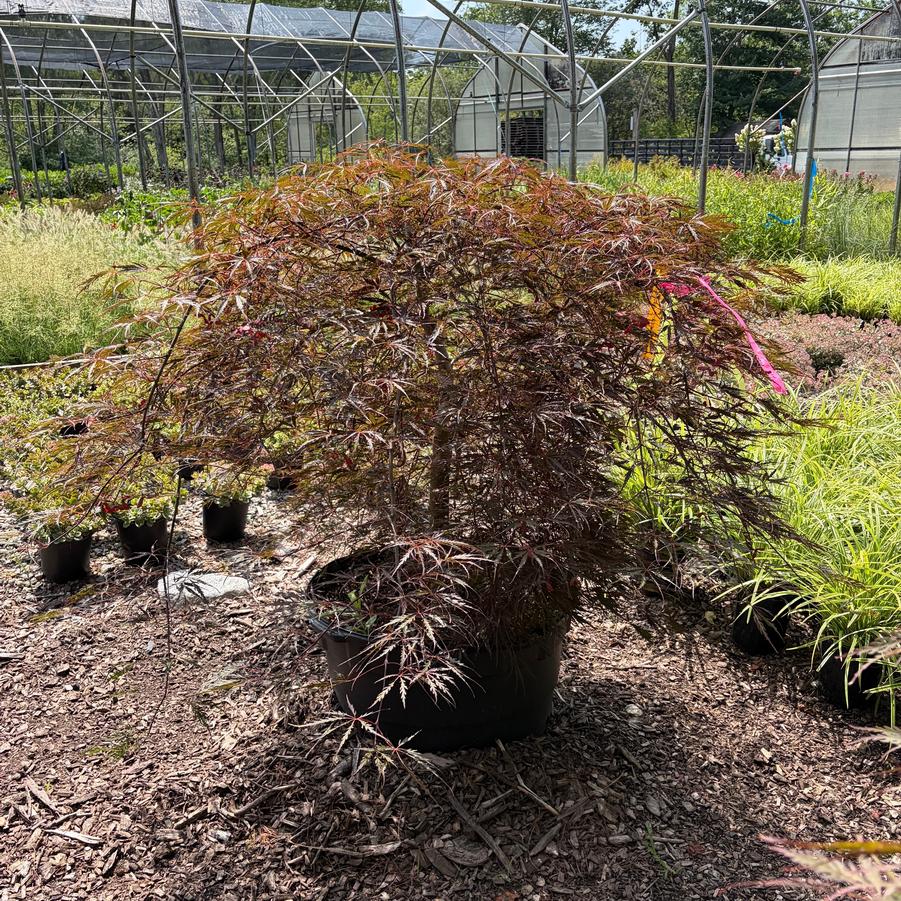 Acer palmatum var. dissectum Tamukeyama