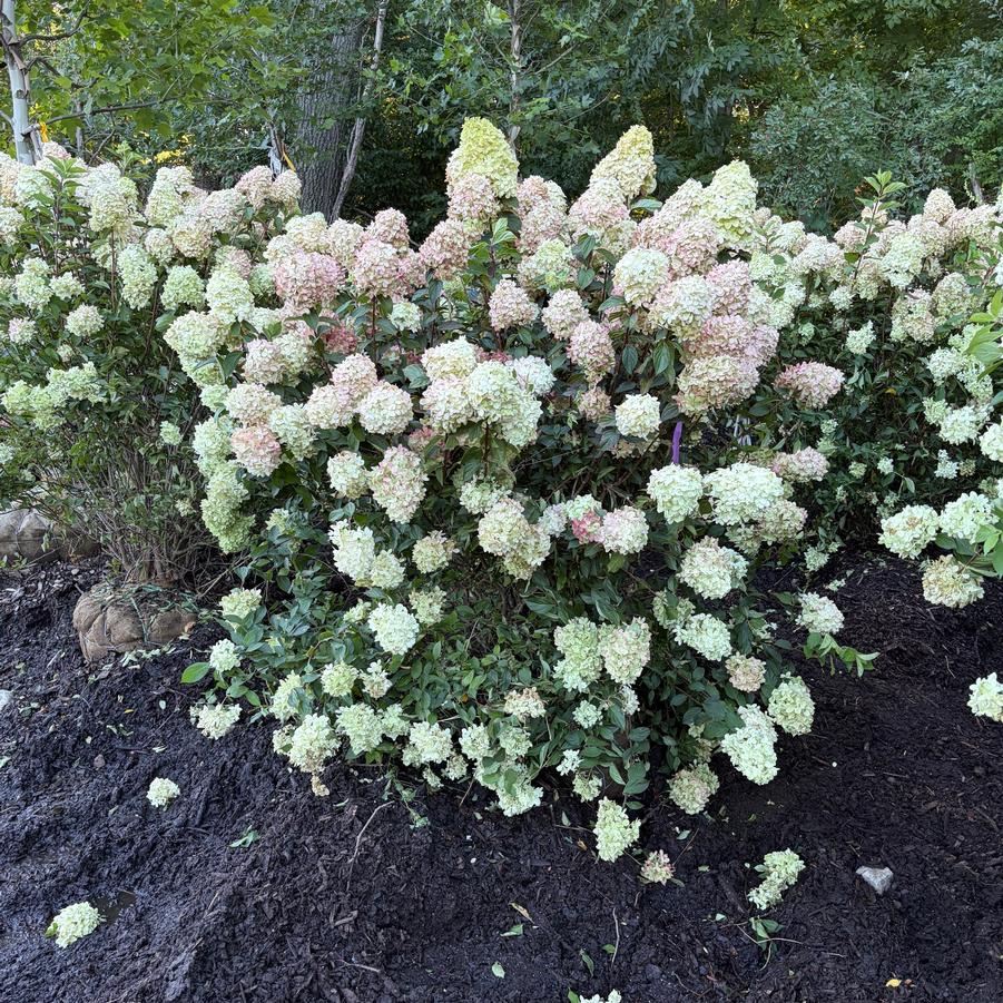 Hydrangea paniculata Limelight Prime&reg;