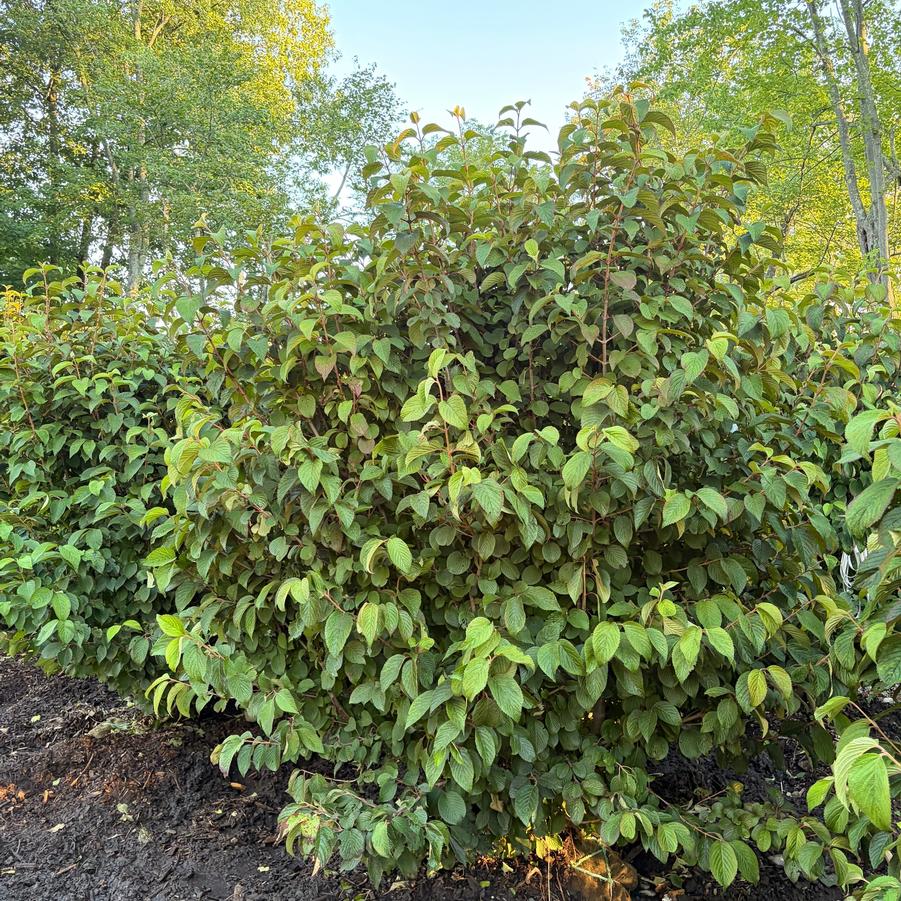 Viburnum plicatum f. tomentosum Lime Martini&trade;