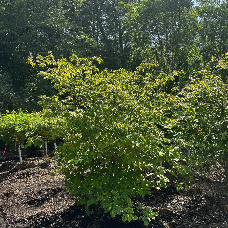 Cornus alternifolia 