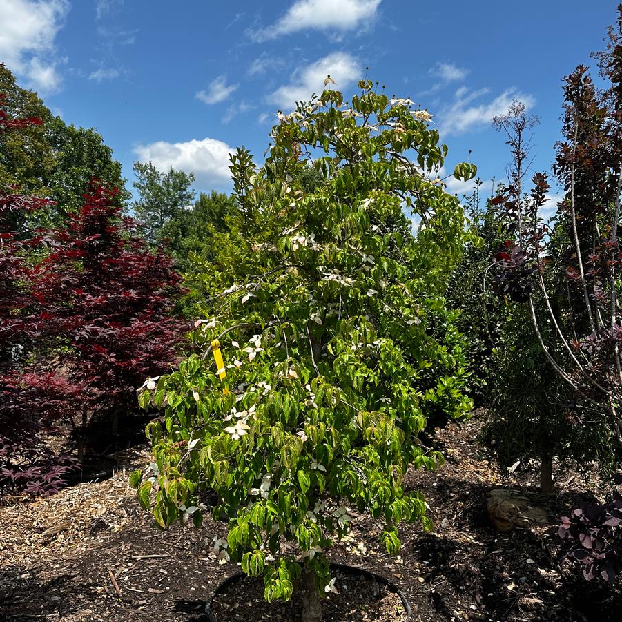 Cornus kousa Elizabeth Lustgarten
