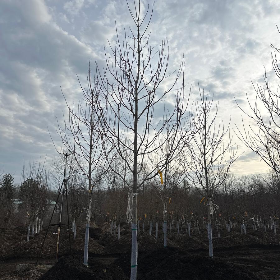 Acer saccharum Green Mountain