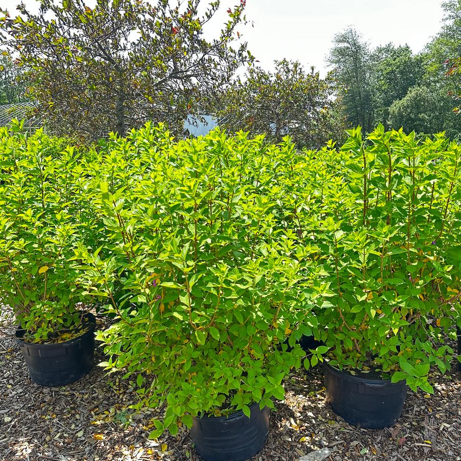 Hydrangea paniculata Limelight