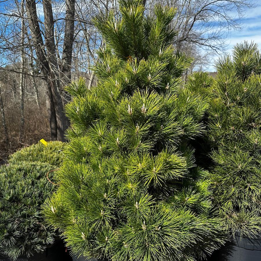Pinus thunbergii Banshoho
