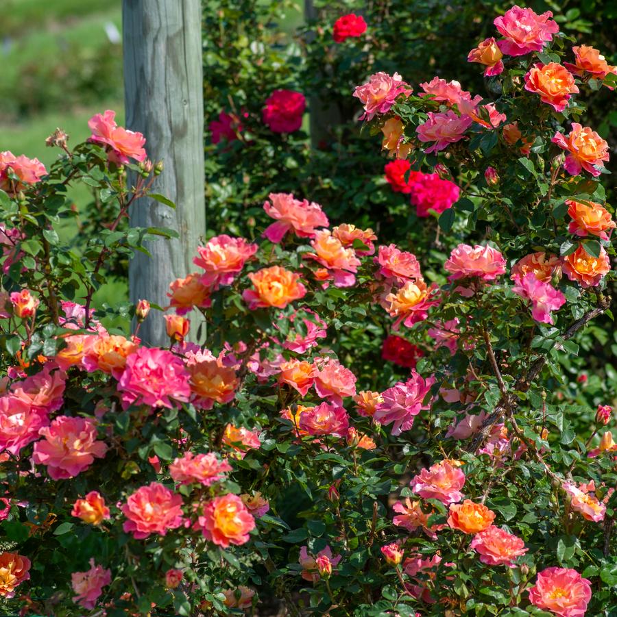 Rosa Fruity Petals™