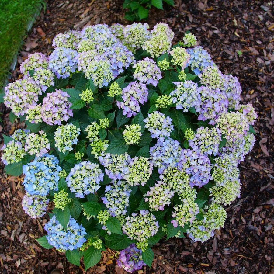 Hydrangea macrophylla Let's Dance® Lovable®