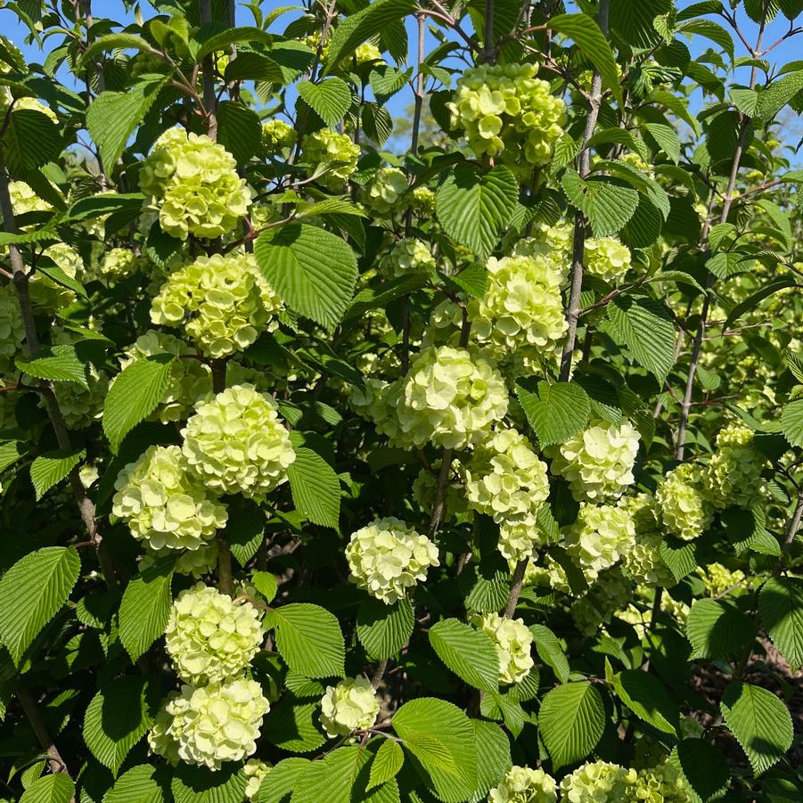 Viburnum plicatum f. tomentosum Lime Martini™