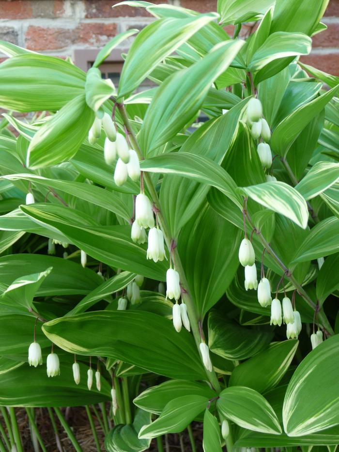 Polygonatum odoratum var. pluriflorum Variegatum