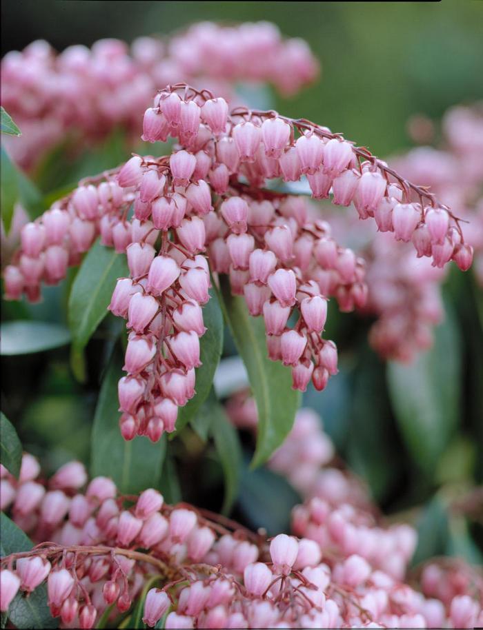 Pieris japonica Katsura