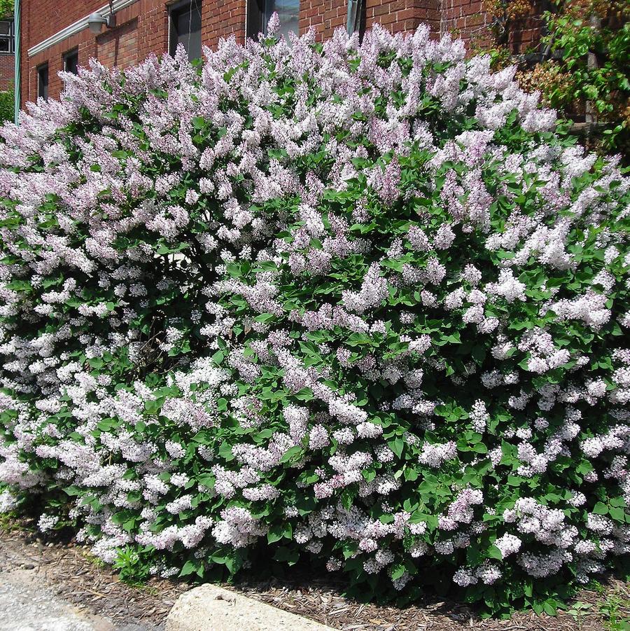 Syringa pubescens ssp. patula Miss Kim