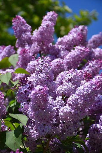 Syringa vulgaris