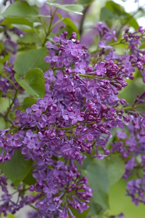 Syringa x hyacinthiflora Pocahontas