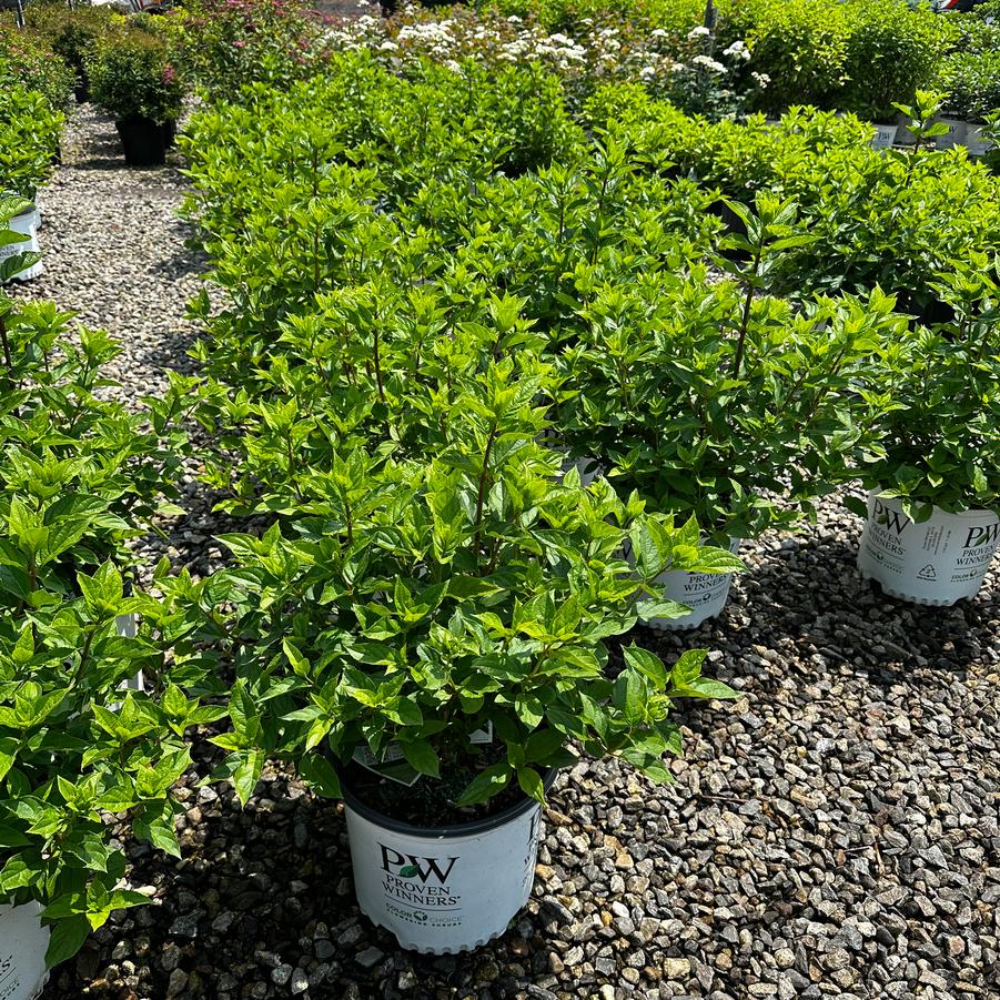Hydrangea paniculata Little Lime®