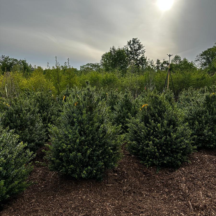 Ilex crenata Steeds