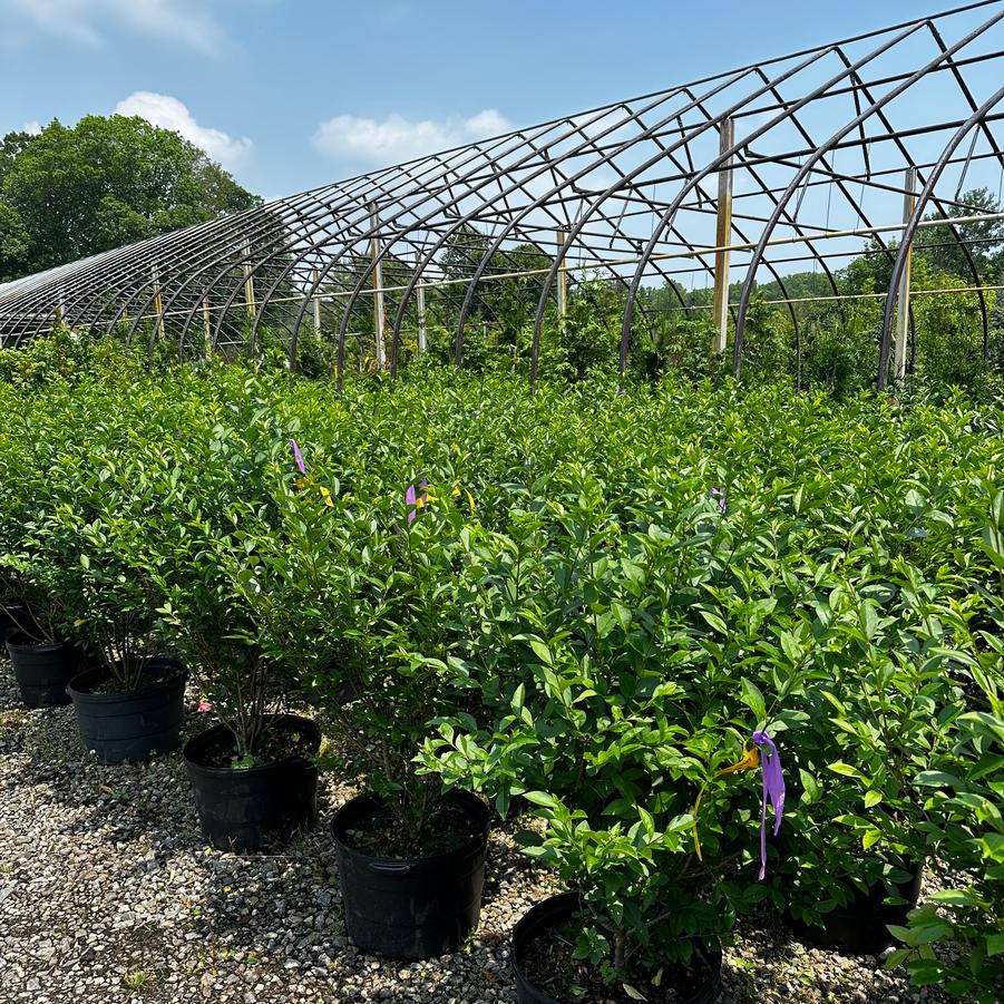 Ligustrum ovalifolium